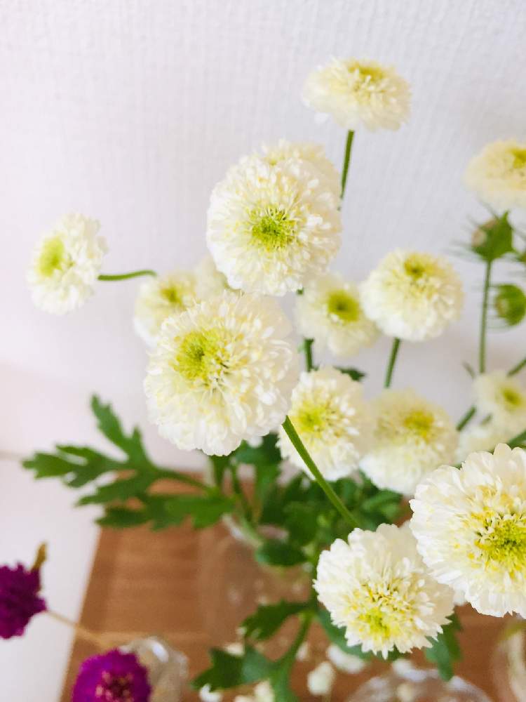 マトリカリアの投稿画像 By ともよさん ハナノヒと花のある暮らしとお花のある生活と白い花と切り花 月10月29日 Greensnap グリーンスナップ