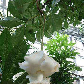 バオバブの花の投稿画像一覧 Greensnap グリーンスナップ