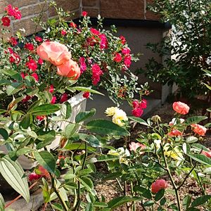 マイガーデン,庭の住人,フロントガーデン,季節のお花,四季の彩りの画像