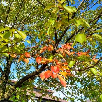 この色大好き❤の画像 by あちゃこさん | お出かけ先と 樹木とこの色大好き❤と美しい色と秋の楽しみと紅葉（こうよう）と紅葉♡と松ヶ岡開墾場と美しい自然