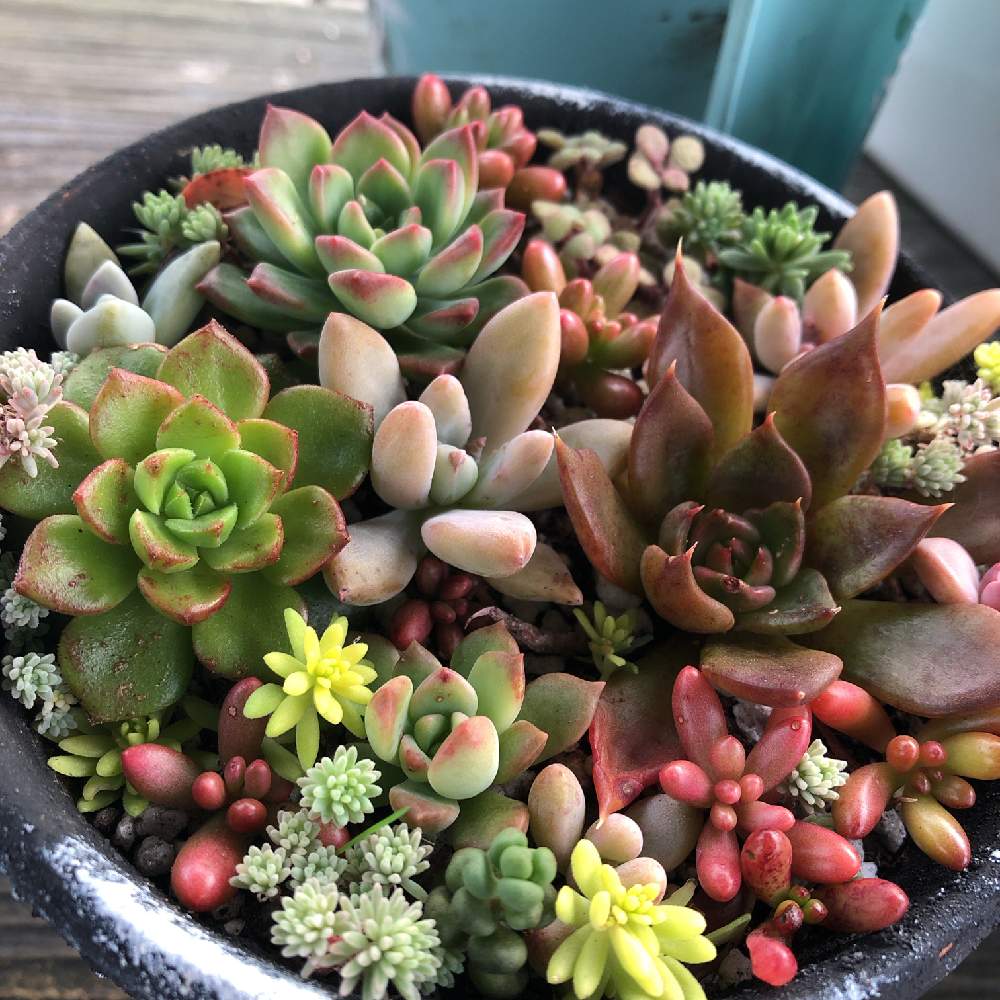 多肉植物 寄せ植えの投稿画像 By Panさん ボタニカルライフと多肉に夢中と宮崎県と小さな庭づくりとおうち園芸とリメ鉢と紅葉楽しみとジャンクガーデン 月10月29日 Greensnap グリーンスナップ