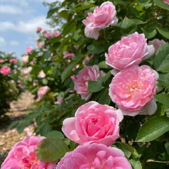 いわみざわ公園バラ園の投稿画像一覧 Greensnap グリーンスナップ