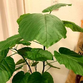 葉が大きいの投稿画像一覧 Greensnap グリーンスナップ