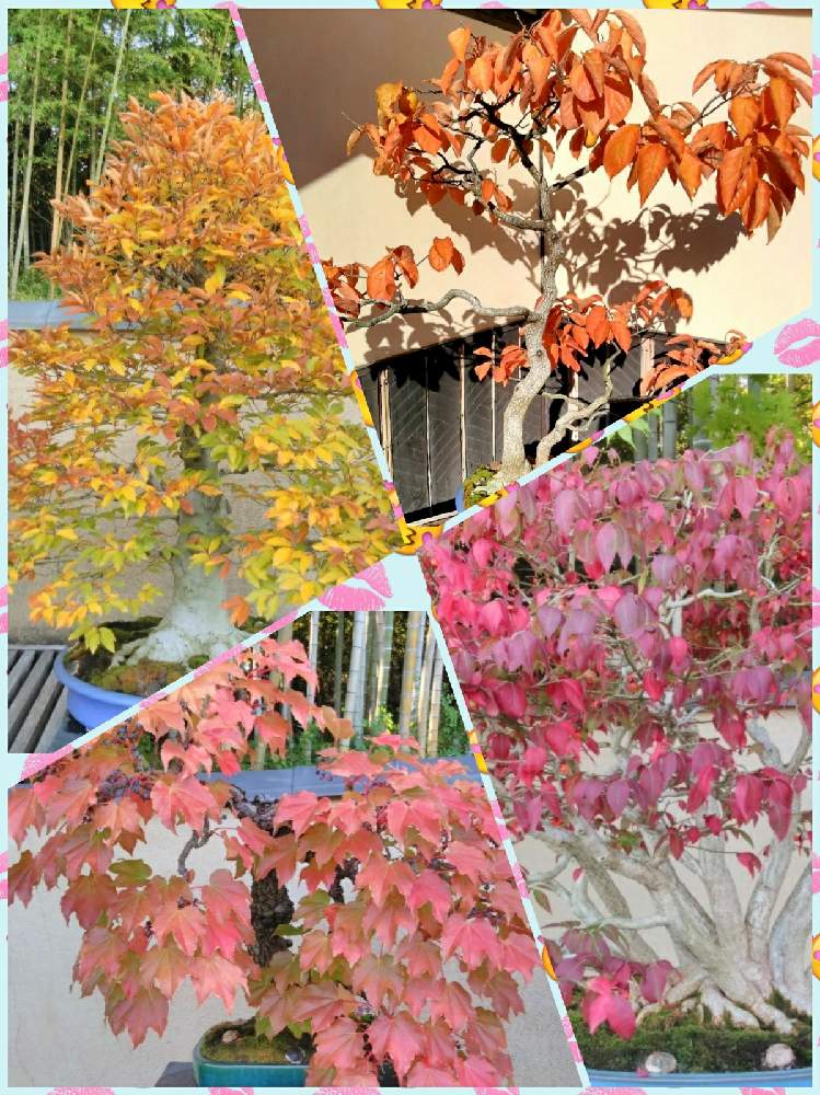 やえさんの投稿画像 月10月29日 Greensnap グリーンスナップ