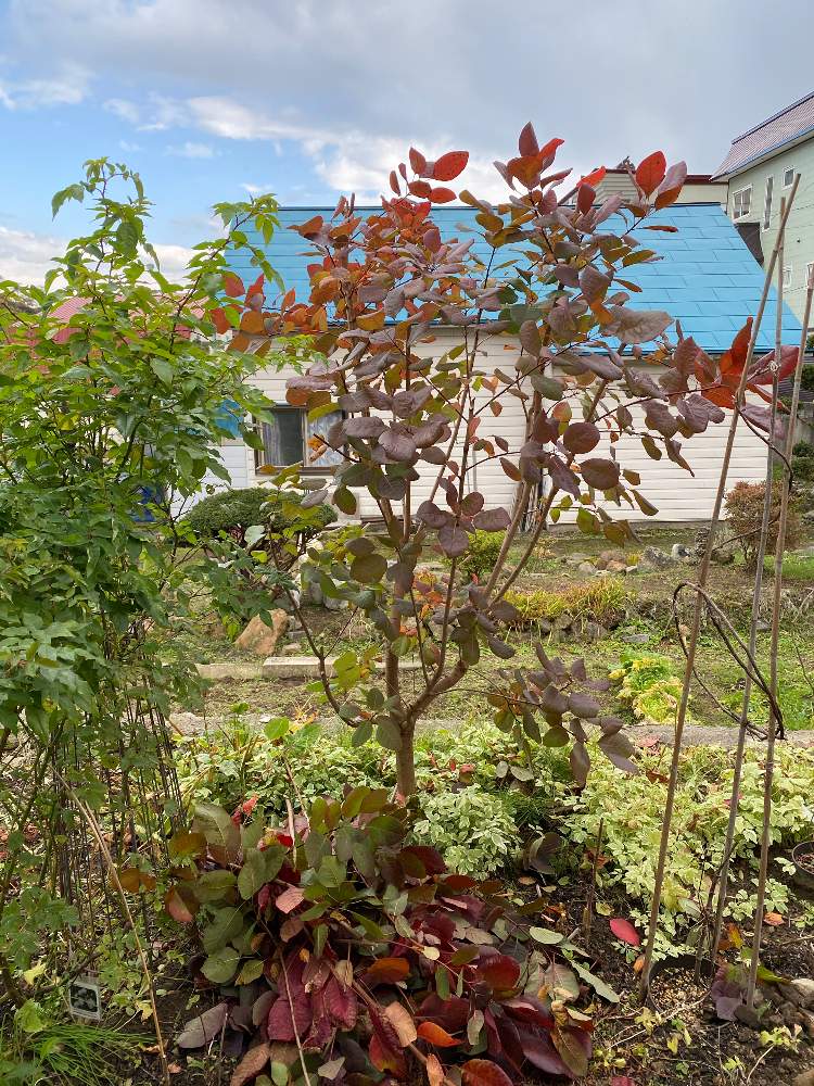 スモークツリーの投稿画像 By あおいねこさん スモークツリー グレイスと北国と剪定と庭終いと冬支度と秋色と北海道 月10月29日 Greensnap グリーンスナップ