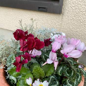 クッションブッシュの投稿画像一覧 Greensnap グリーンスナップ