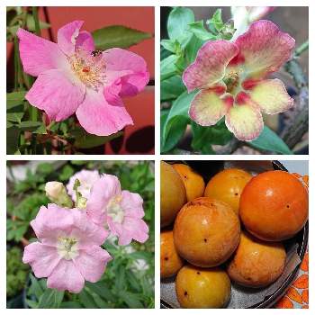 キンギョソウ鉢栽培の画像 by raizouさん | ピンクの花とキンギョソウ鉢栽培とおうち園芸とミニバラ鉢栽培とraizouの金魚草