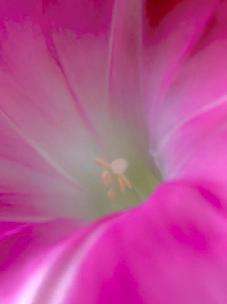 ピンクの花の投稿画像 By ヒーちゃんさん 花言葉とヒルガオ科サツマイモ属と朝顔に つるべ取られて もらひ水とアサガオ 月10月29日 Greensnap グリーンスナップ