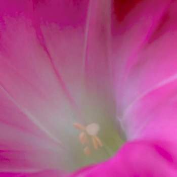 ヒルガオ科サツマイモ属の画像 by ヒーちゃんさん | お出かけ先とピンクの花と花言葉とヒルガオ科サツマイモ属と朝顔に つるべ取られて もらひ水とアサガオ♡