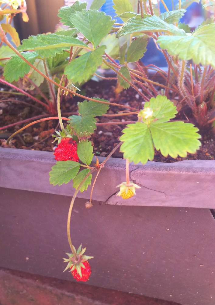 ワイルドストロベリーの投稿画像 By 気まぐれ さん ワイルドストロベリー アレキサンドリアと植物と濃厚接触と地球の暮らしと自然を愛すと植物のある暮らしとハーブ大好きとずぼらな園芸と耐寒性植物と週末ガーデナーと植物大好きとgs映えとおうち園芸と花のある