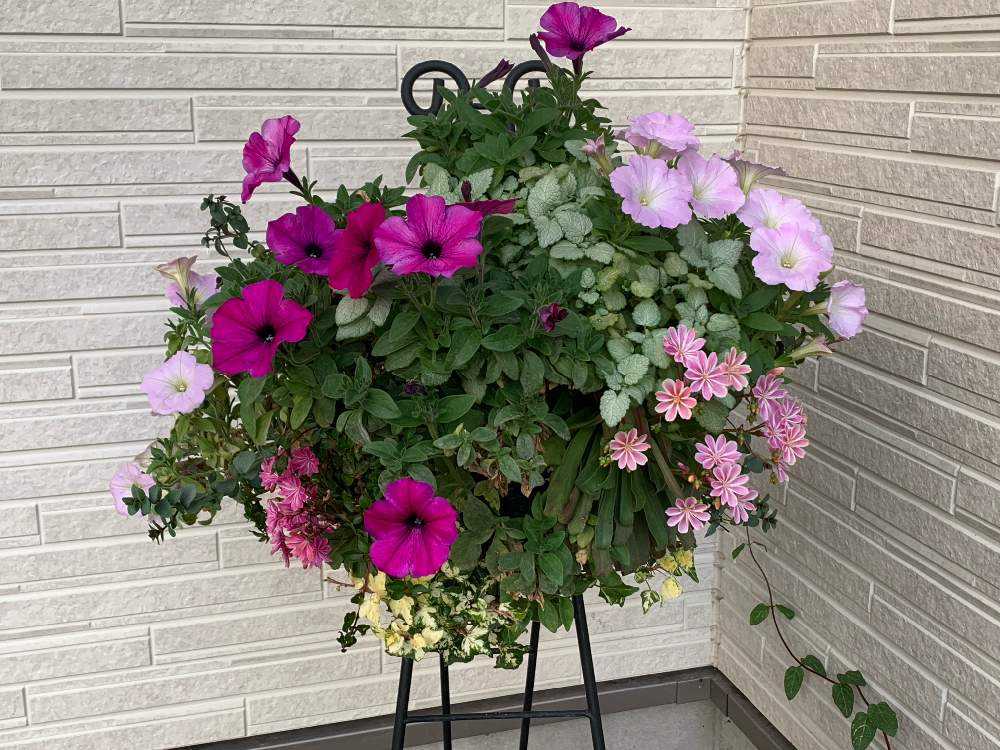 秋まで咲かせたいペチュニアのハンギングバスケット Greensnap グリーンスナップ