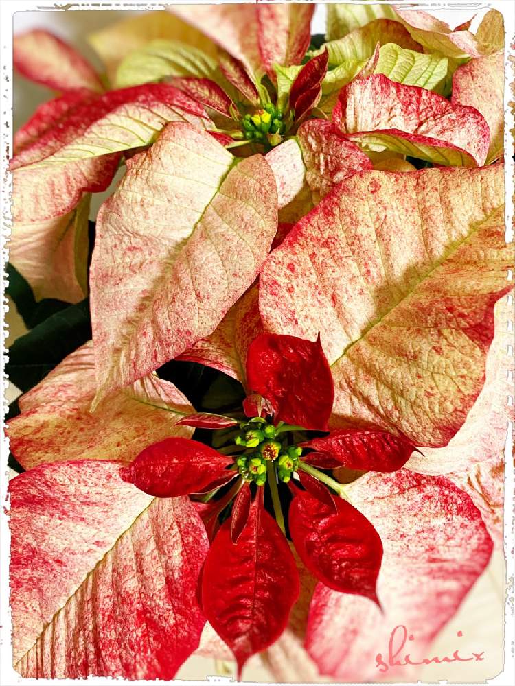 ポインセチアピカソの投稿画像 By Shimixさん カラーリーフと変わった色のポインセチアと冬の花とおうち園芸と鉢植えとクリスマス 月10月29日 Greensnap グリーンスナップ
