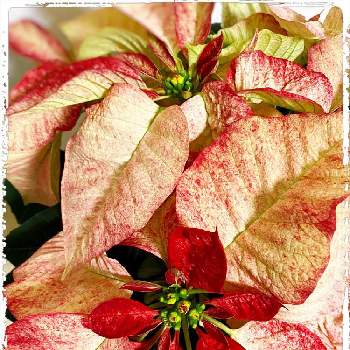 ポインセチアピカソの投稿画像一覧 Greensnap グリーンスナップ