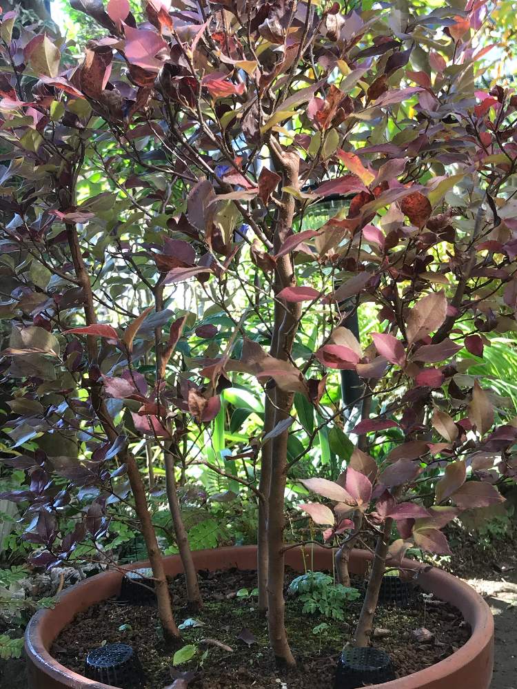 ヒメシャラの投稿画像 By ひめだかさん 落葉高木と日光好きと花木とツバキ科と盆樹と耐暑性と鉢植えと耐寒性 月10月29日 Greensnap グリーンスナップ