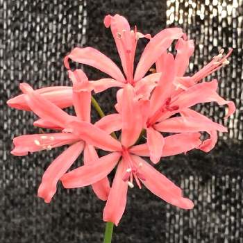 ダイヤモンドリリーさんの投稿画像一覧 Greensnap グリーンスナップ