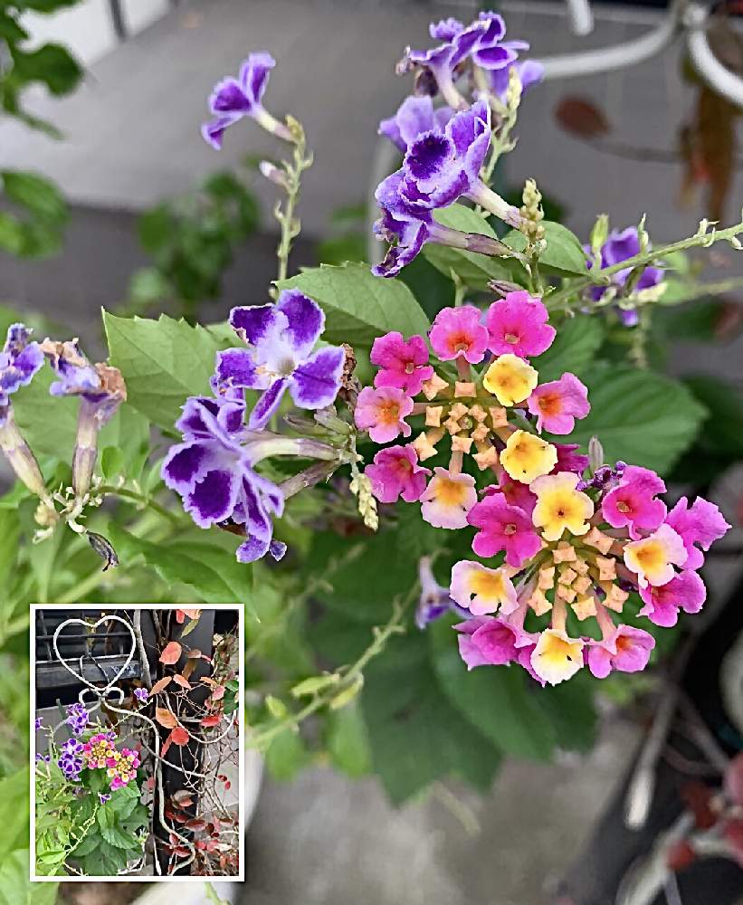 デュランタの投稿画像 By カタバミさん ランタナと競演する デュランタとランタナ 月10月30日 Greensnap グリーンスナップ