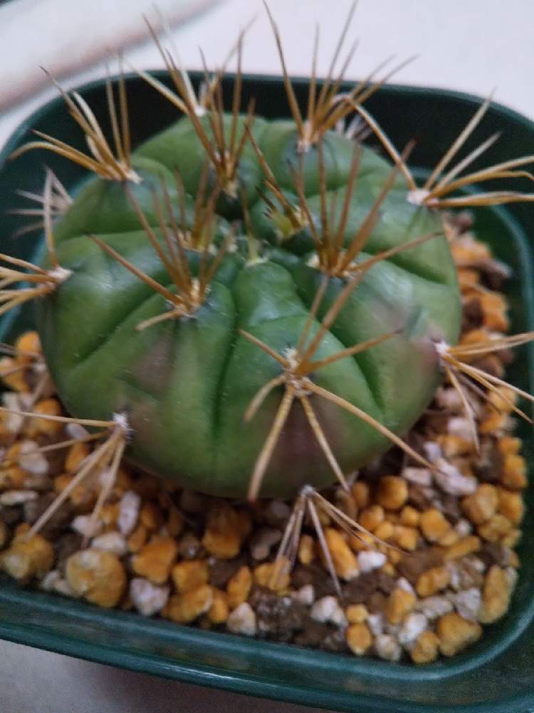ギムノカリキウムの投稿画像 By ミカエルさん 多肉植物とサボテン科と病気 とギムノカリキウム属と相談とタニラーとダイソー産 月10月30日 Greensnap グリーンスナップ
