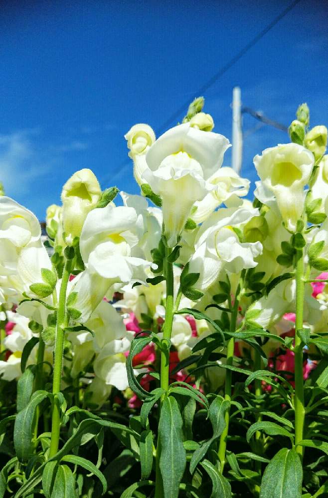 ストックの投稿画像 By ゆめ さん いつかの出逢い花 と今日のお花 と素敵な花言葉と良い１日お過ごし下さいね と花のある暮らし 月10月30日 Greensnap グリーンスナップ