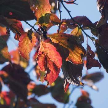 ハナミズキの紅葉。の画像 by Hirochan＊  flowersさん | お出かけ先と家の近所とハナミズキの紅葉。と公園ときれ～い❤と秋風の中でとお出かけ先といっても近所とうっとりと青空の下と空をみあげて