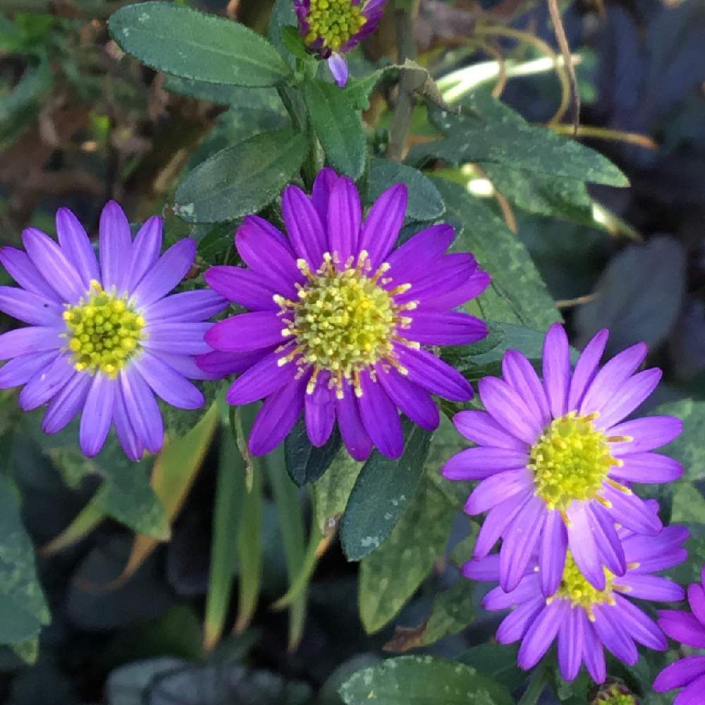 アスター エゾギク の投稿画像 By まゆさん 月10月30日 Greensnap グリーンスナップ Greensnap グリーンスナップ