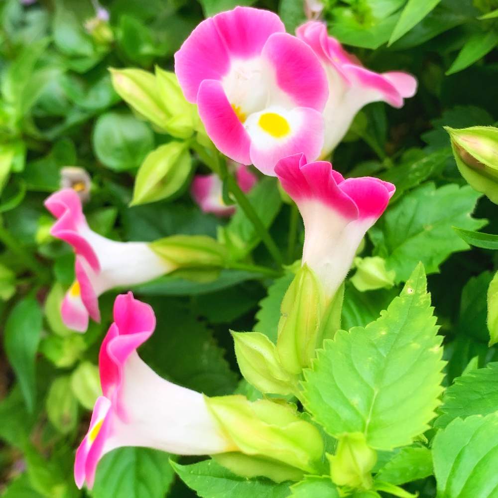 トレニアの投稿画像 By Pt Yamahiroさん スマホ撮影と我が家の花達と花壇とアップ写真とフラワーとマイガーデン とgs映えとおうち園芸と植中毒と我が家の花壇とお花畑 と我が家の庭とピンク色の花と花好きとガーデニングと花のある暮らしとお花とお花好き 月10月30日 トレニアの投稿画像 By Pt Yamahiroさん スマホ撮影と我が家の花達と花壇とアップ写真とフラワーとマイガーデン とgs映えとおうち園芸と植中毒と我が家の花壇とお花畑 と我が家の庭とピンク色の花と花好きとガーデニングと花のある暮らしとお花とお花好き 月10月30日
