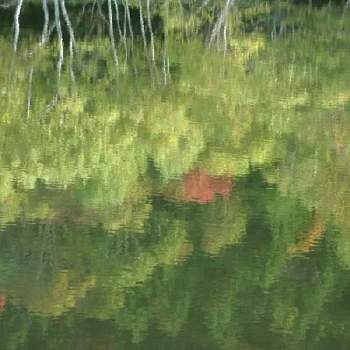 紅葉 黄葉の画像 by BLANKAさん | お出かけ先と樹木と紅葉 黄葉