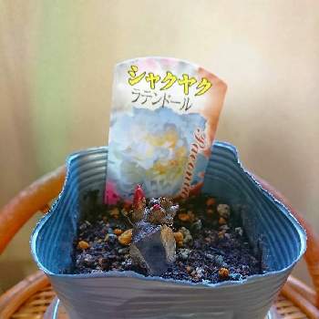 芍薬 牡丹 百合のある暮らしの投稿画像一覧 Greensnap グリーンスナップ