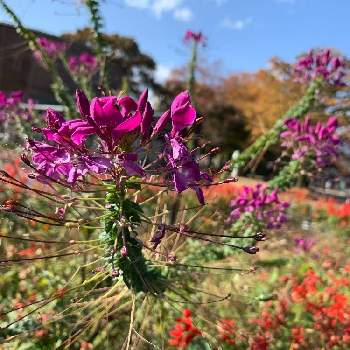 頑張って咲いてますの画像 by pipiseikoさん | 秋らしいとクレオメ ピンクと頑張って咲いてますとピンクのお花と花好き