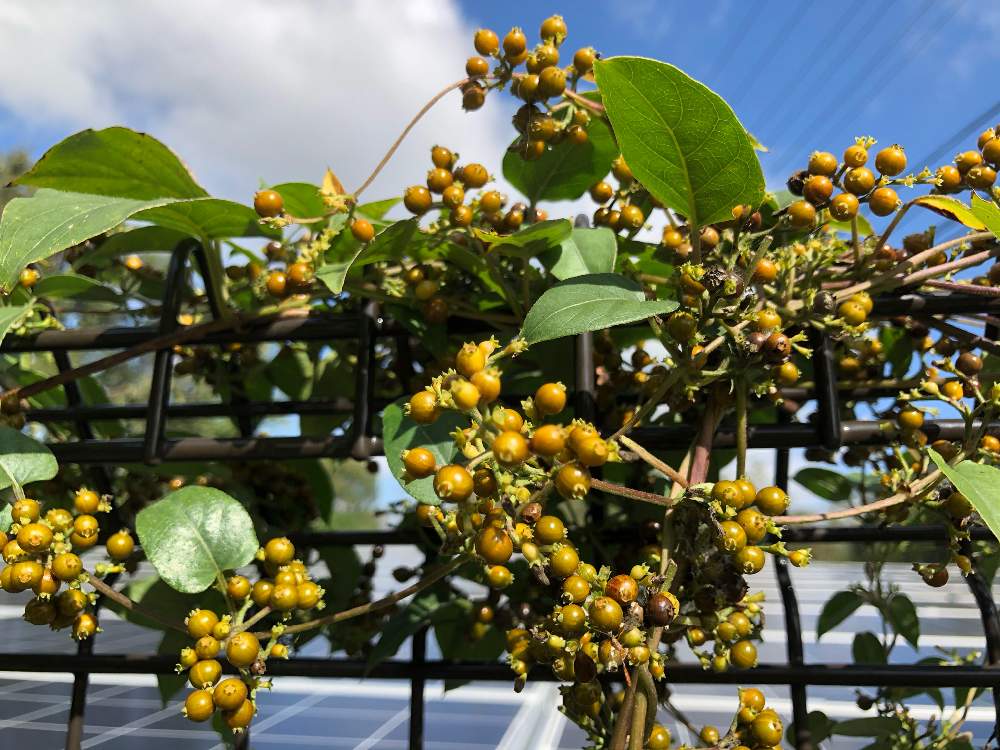 ヘクソカズラの茶色い実の投稿画像 By まゆぽよさん 月10月30日 Greensnap グリーンスナップ Greensnap グリーンスナップ