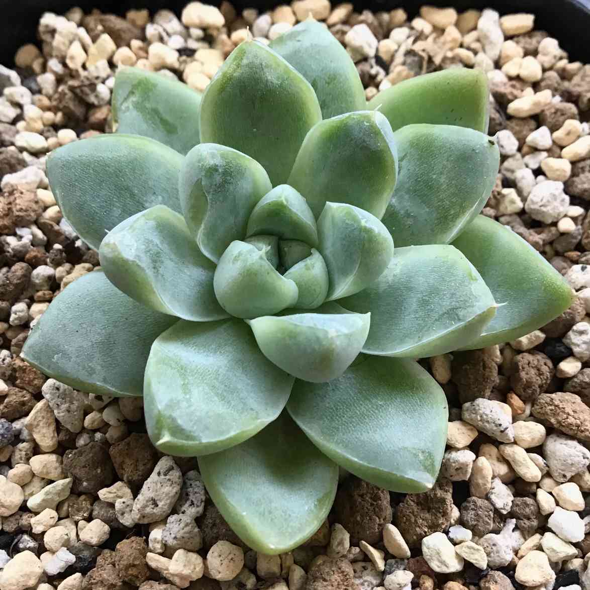 ホーリンぜ✕ケッセルリンギアナ❤️ 1604016776881_588935_photo.jpg