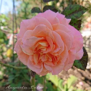 アウグスタ ルイーゼの画像 by ＹＵＭＩＫＯさん | 小さな庭と私の癒し♡とアウグスタ ルイーゼと薔薇愛同盟と花が好き❤と大好きとおうち園芸とお花に癒されてと植中毒と薔薇が好き❤と花のある暮らしとかわいいな♡といい色♡