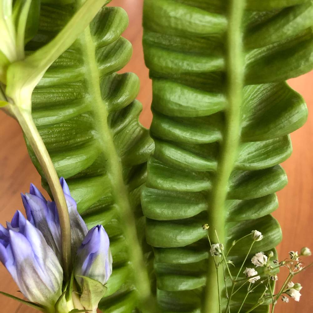 リンドウの投稿画像 By Nagyさん かすみ草とエメラルドウエーブと切り花とお花屋さんと切り花とお花屋さん 月10月30日 Greensnap グリーンスナップ Greensnap グリーンスナップ