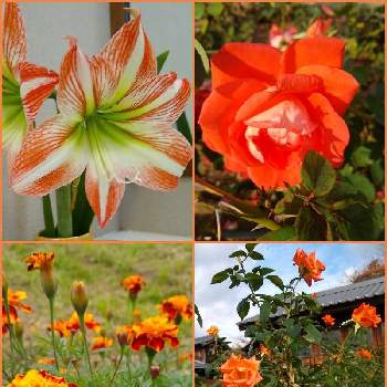 薔薇 ローラの投稿画像一覧 Greensnap グリーンスナップ