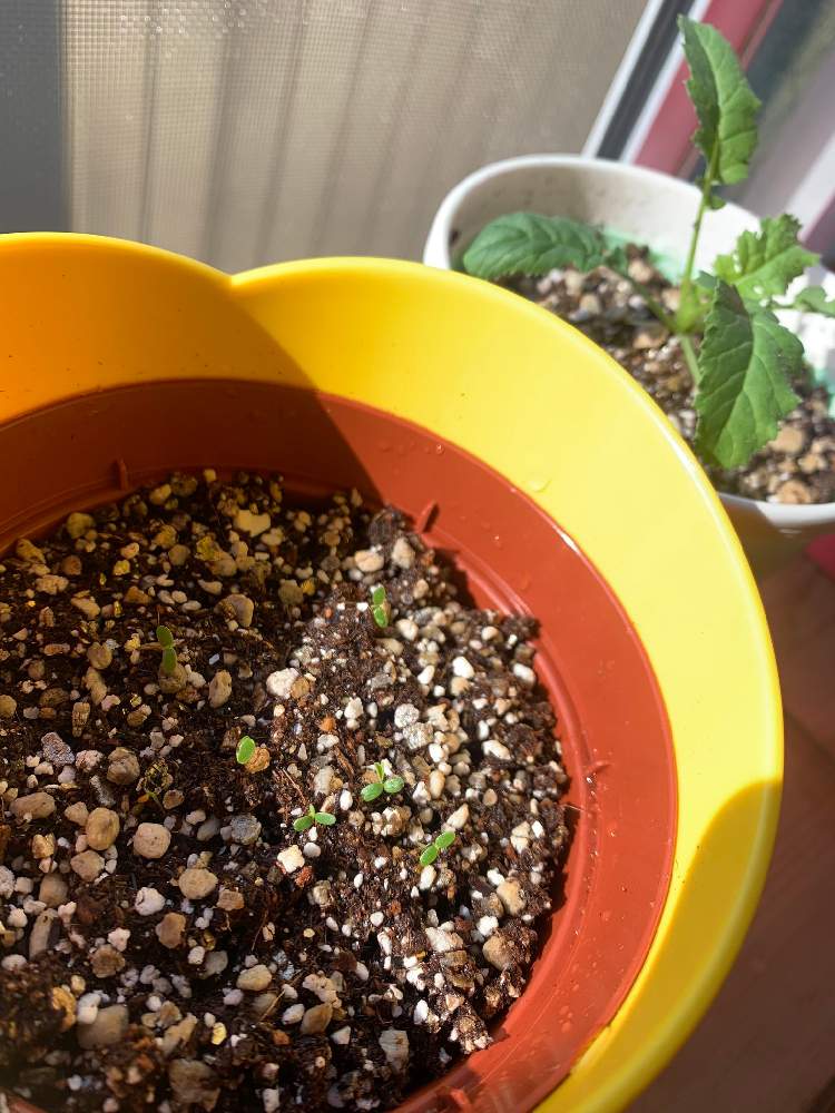 だいこんの投稿画像 By Seishinさん クスダマツメグサとボタニカルと植物のある暮らしと栽培 と植物好きと繋がりたいとおうち時間と種から育てるとおうちde菜園と栽培中とおうち園芸と栽培セットとクローバー栽培と発芽としあわせ と雑貨とガーデニングとお部屋ガーデン