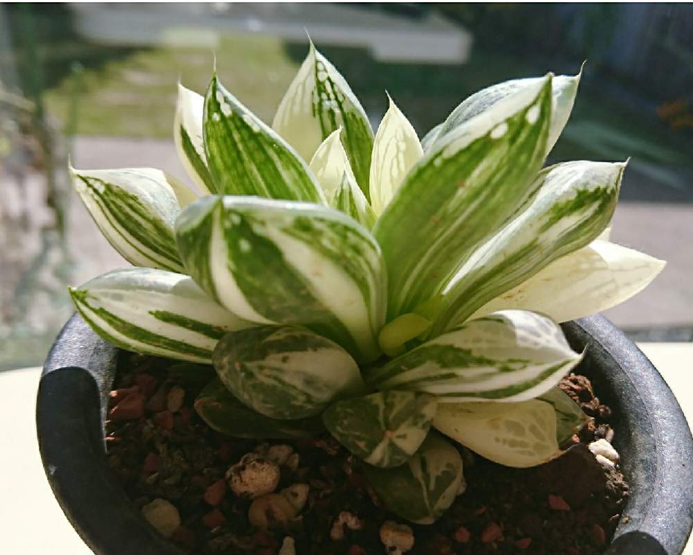 宝草錦の投稿画像 By Fablabさん ハオルチア 宝草錦と多肉植物とおうち園芸と宝草錦 と多肉女子ときれいな色 月10月30日 Greensnap グリーンスナップ