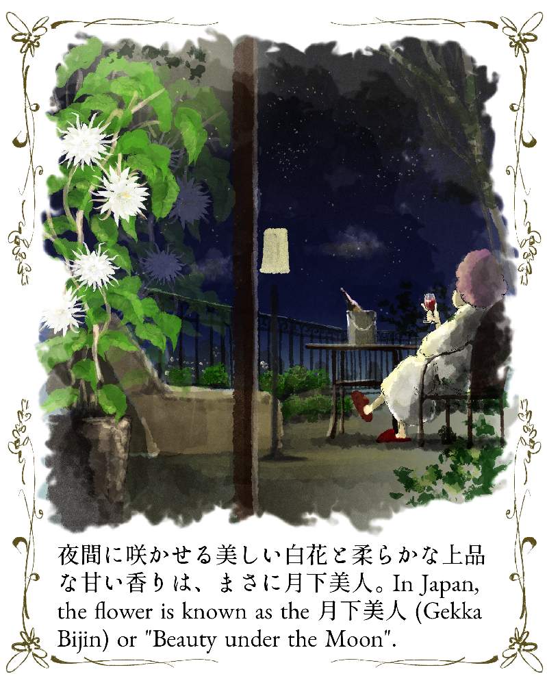 月下美人の投稿画像 By Ichikawa Kazuhiroさん イラストと植物のイラスト 月10月30日 Greensnap グリーンスナップ