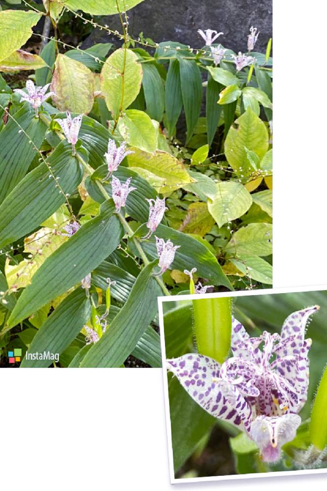 ホトトギスの投稿画像 By Kaoriさん ミズヒキ白とわくわくする と花のある生活と感動 と嬉しい と綺麗と癒されると青龍山 吉祥寺と感謝 とかわいいと緑のある生活と楽しい と群馬県 月10月30日 Greensnap グリーンスナップ