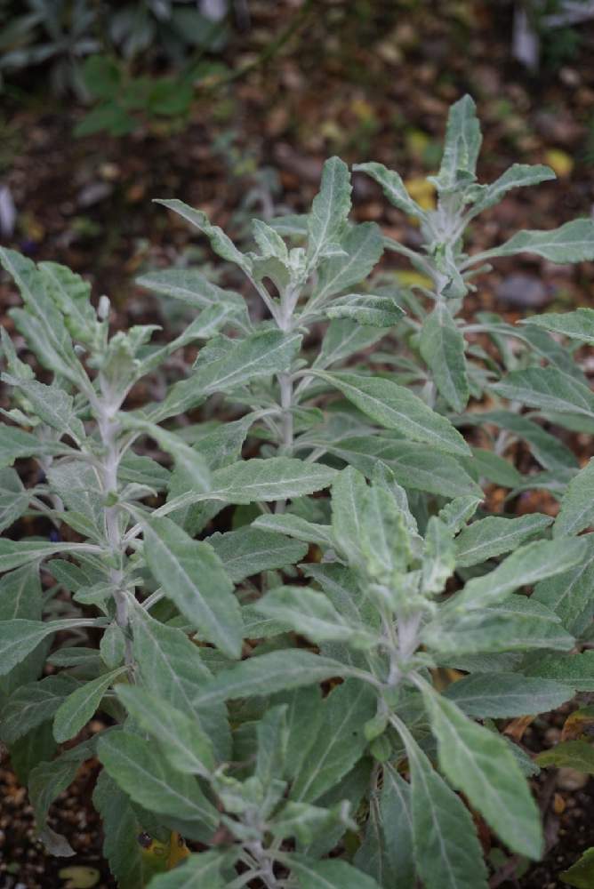 北海道の投稿画像 By みんみんさん みんみんガーデン越冬する宿根草 月10月30日 Greensnap グリーンスナップ