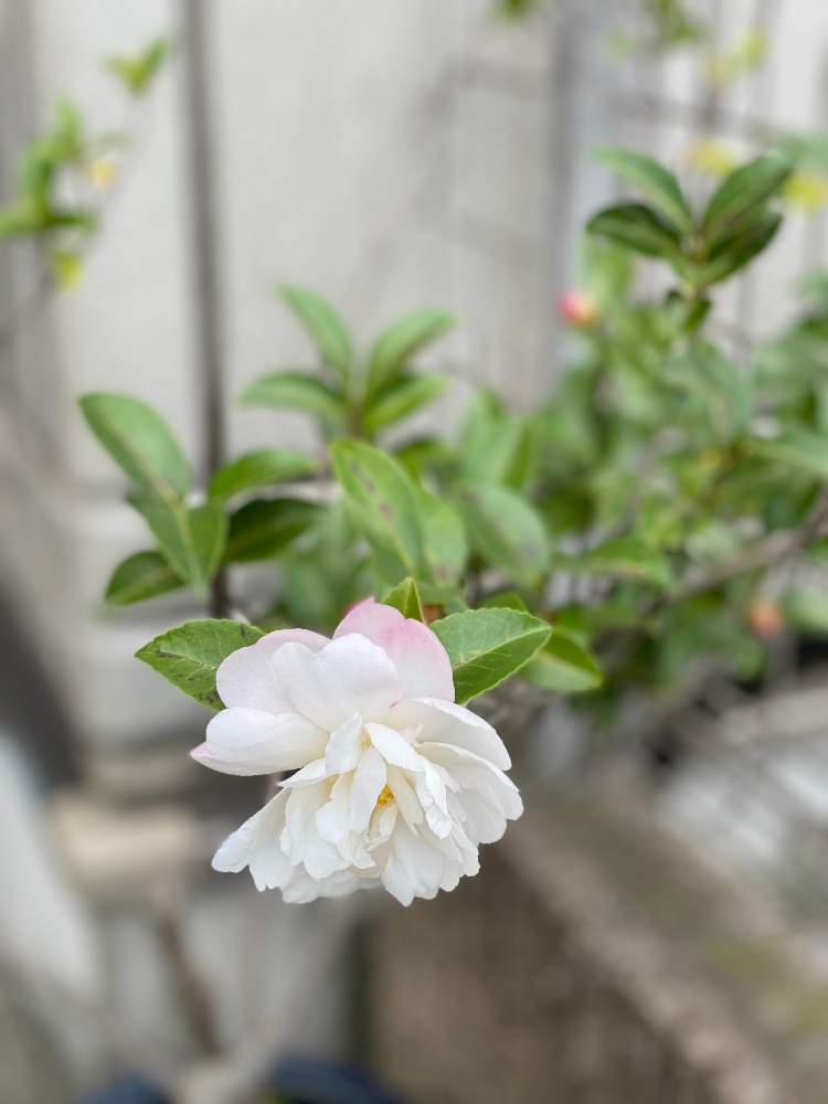 サザンカの投稿画像 By ぴぴさん 月10月30日 Greensnap グリーンスナップ