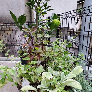 ハーブ 寄せ植えの投稿画像一覧 Greensnap グリーンスナップ