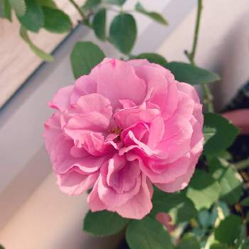 シャドウオブザムーンの画像 by まめさん | 小さな庭とシャドウオブザムーンとばら バラ 薔薇と植木鉢でバラ
