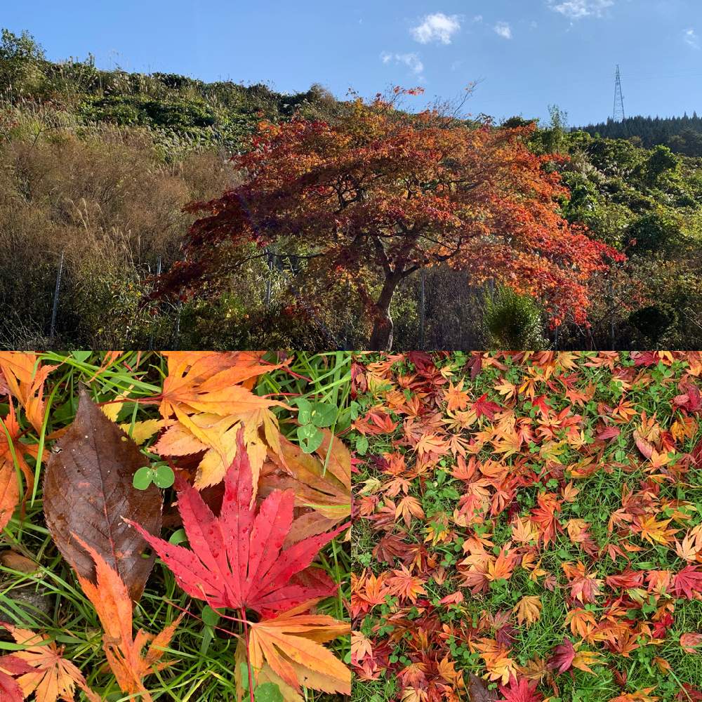 秋の庭の投稿画像 By 405 さん 秋らしい風景と自然派 月10月30日 Greensnap グリーンスナップ