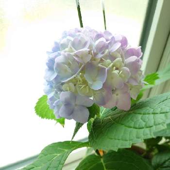紫 陽 花の画像 by ためこ♡さん | 窓辺と霧島の恵とおうち園芸と紫 陽 花