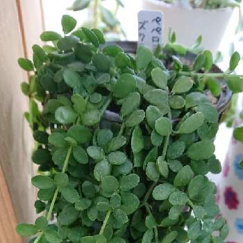 ペペロミア ズワニクルーズ の投稿画像一覧 Greensnap グリーンスナップ