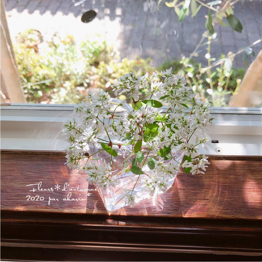 白 の投稿画像 By Akarinさん 花を飾るとはなのある暮らしとおうちで飾る花とフラワーアレンジメントとユーフォルビアと切り花 月10月30日 Greensnap グリーンスナップ