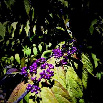 小紫 (こむらさき)の画像 by まるしげさん | 小紫 (こむらさき)とむらさきしきぶ(紫式部)と北海道と我が家と札幌