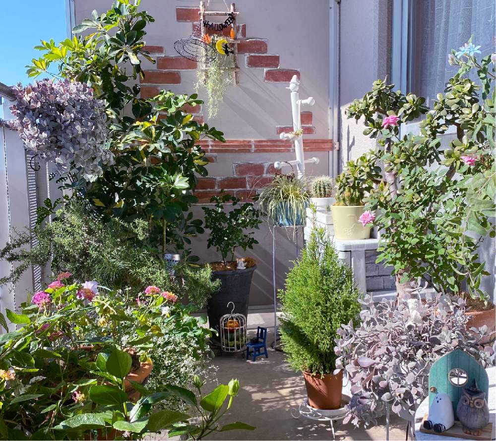 植物のある暮らしの投稿画像 By Kappy さん ベランダガーデニングとハロウィンとno Green No Lifeとおうち園芸 と花のある暮らしとバルコニー ベランダと植物のある暮らしとベランダガーデニングとハロウィンとno Green No Lifeとおうち園芸と花のある暮らし 月10月