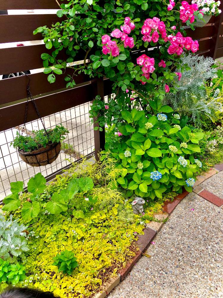 小さな庭の投稿画像 By Hinamama さん ガーデニングを楽しむと小さな花壇 とアンジェラ とおうち園芸と3年目の庭とリシマキアオーレア と ガーデニング初心者とアジサイ 紫陽花とアプローチ とホリホック八重咲きとガーデニングを楽しむと小さな花壇 とアンジェラ