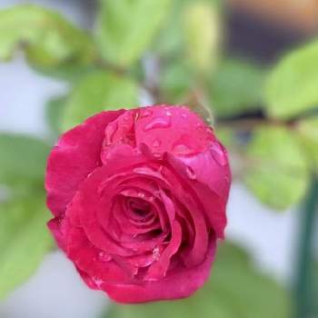 心を癒す花♡の画像 by ちきさん | エントランスとオール4ラブと可愛い〜♡とローズピンクと心を癒す花♡とありがとうーねー☺️