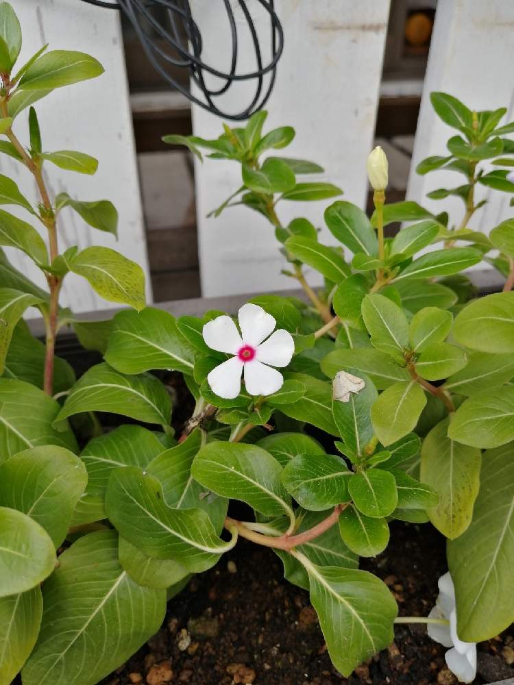 ニチニチソウの投稿画像 By ポテコロンさん 月10月30日 Greensnap グリーンスナップ